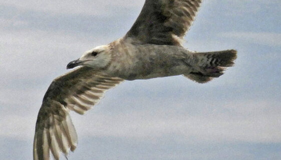 Herring Gull
