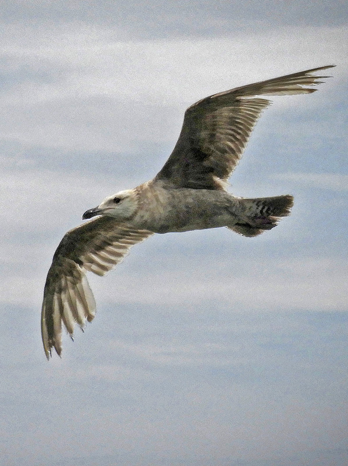 Herring Gull