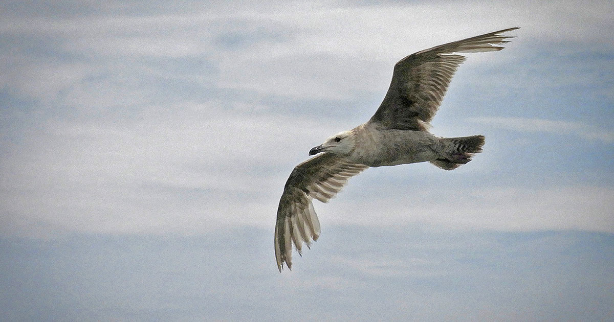 Herring Gull