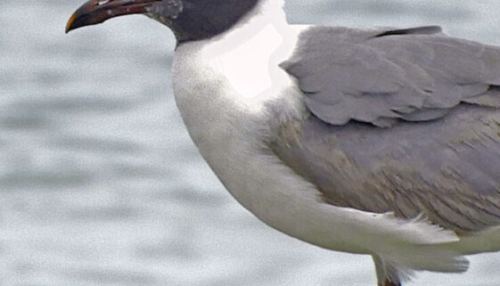 Laughing-Gull3