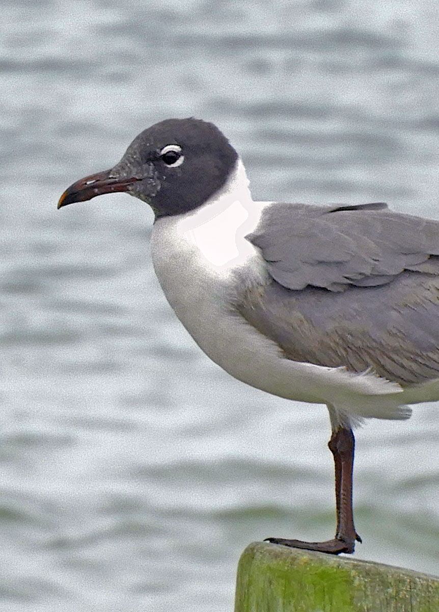 Laughing-Gull3