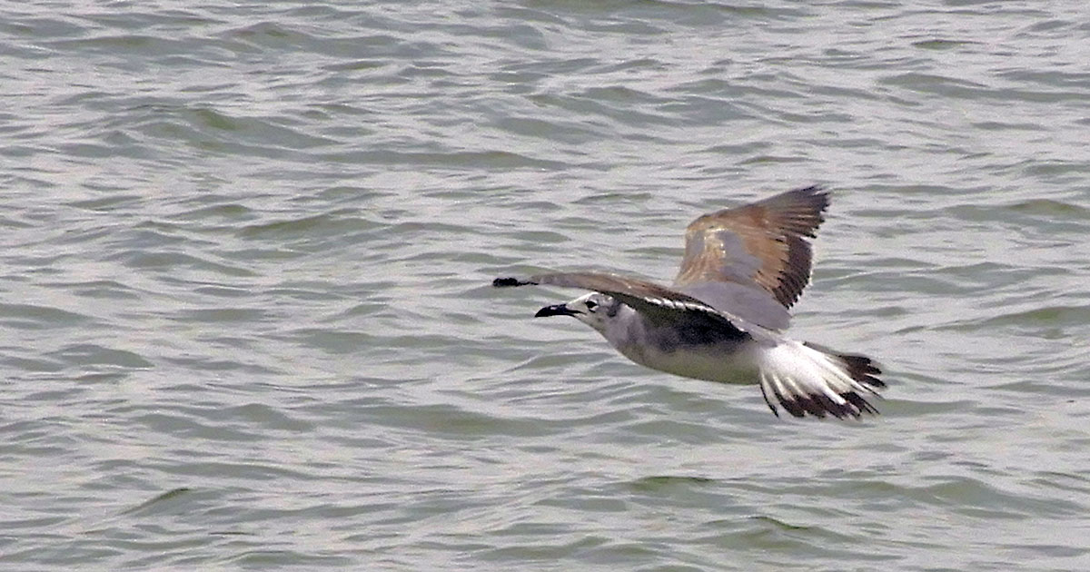 Laughing-Gull4 Laughing Gull