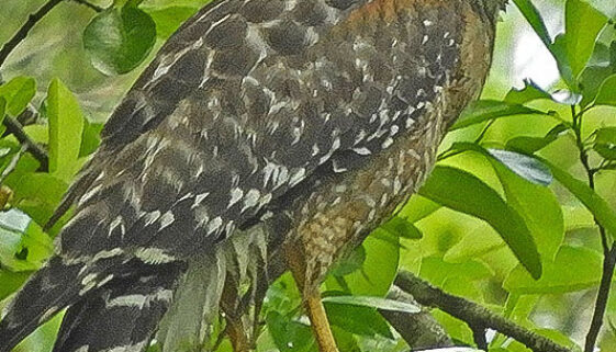 Red-shouldered Hawk