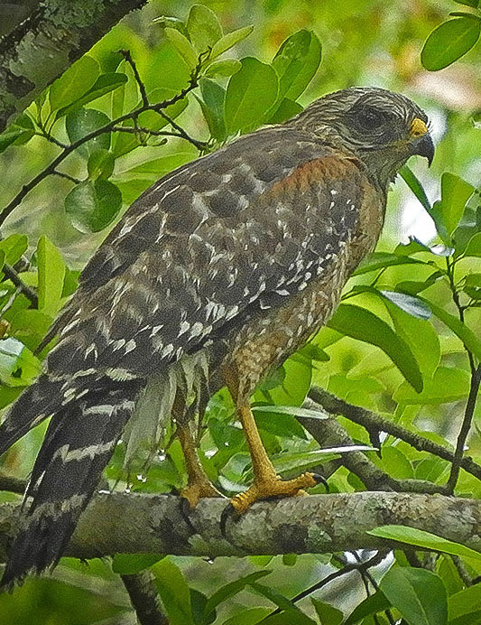 Red-shouldered Hawk
