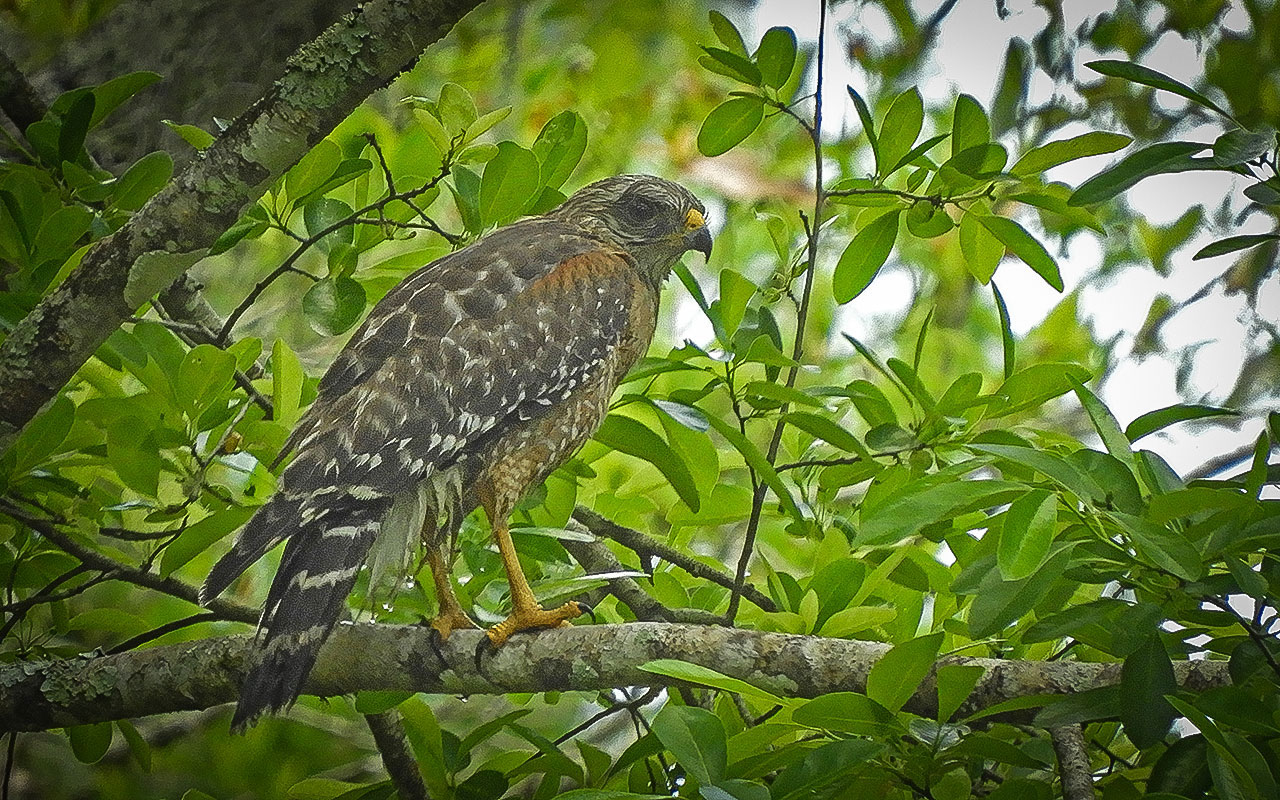 Red-shouldered Hawk