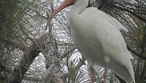 American White Ibis