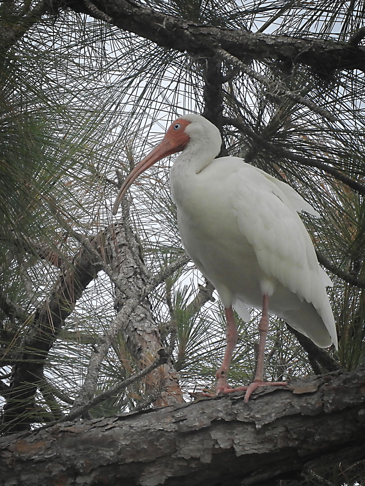 American White Ibis