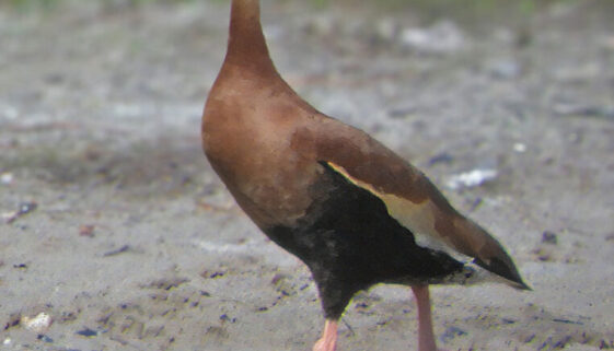 Black-bellied Whistling Duck