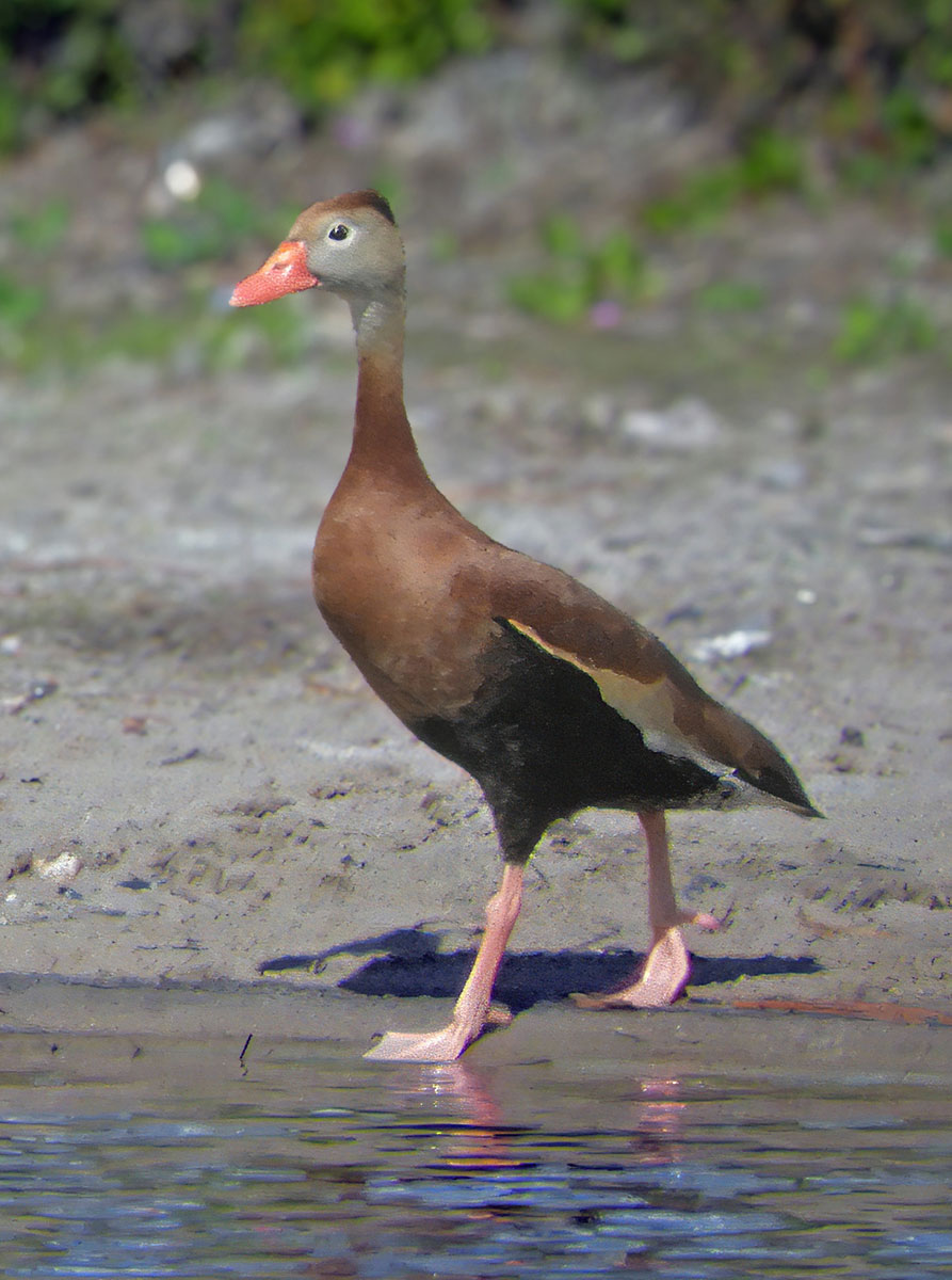 Black-bellied Whistling Duck