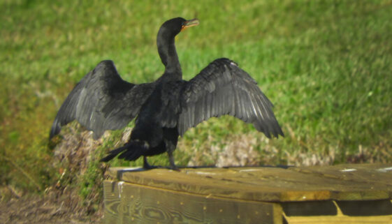 Double-crested-cormorant