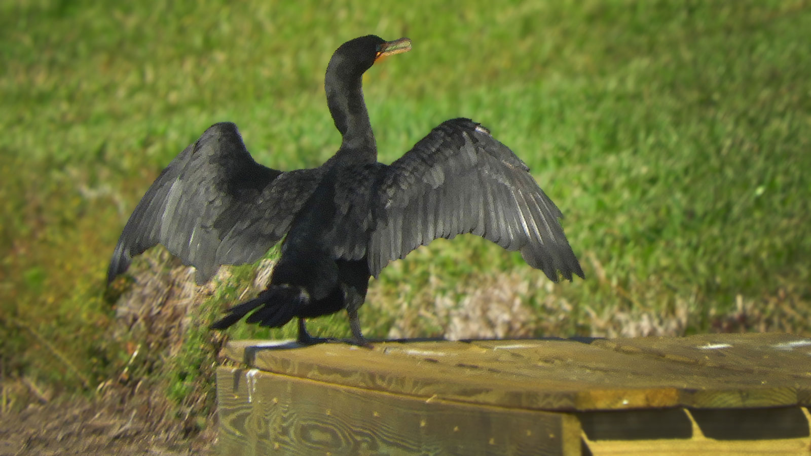 Double-crested-cormorant