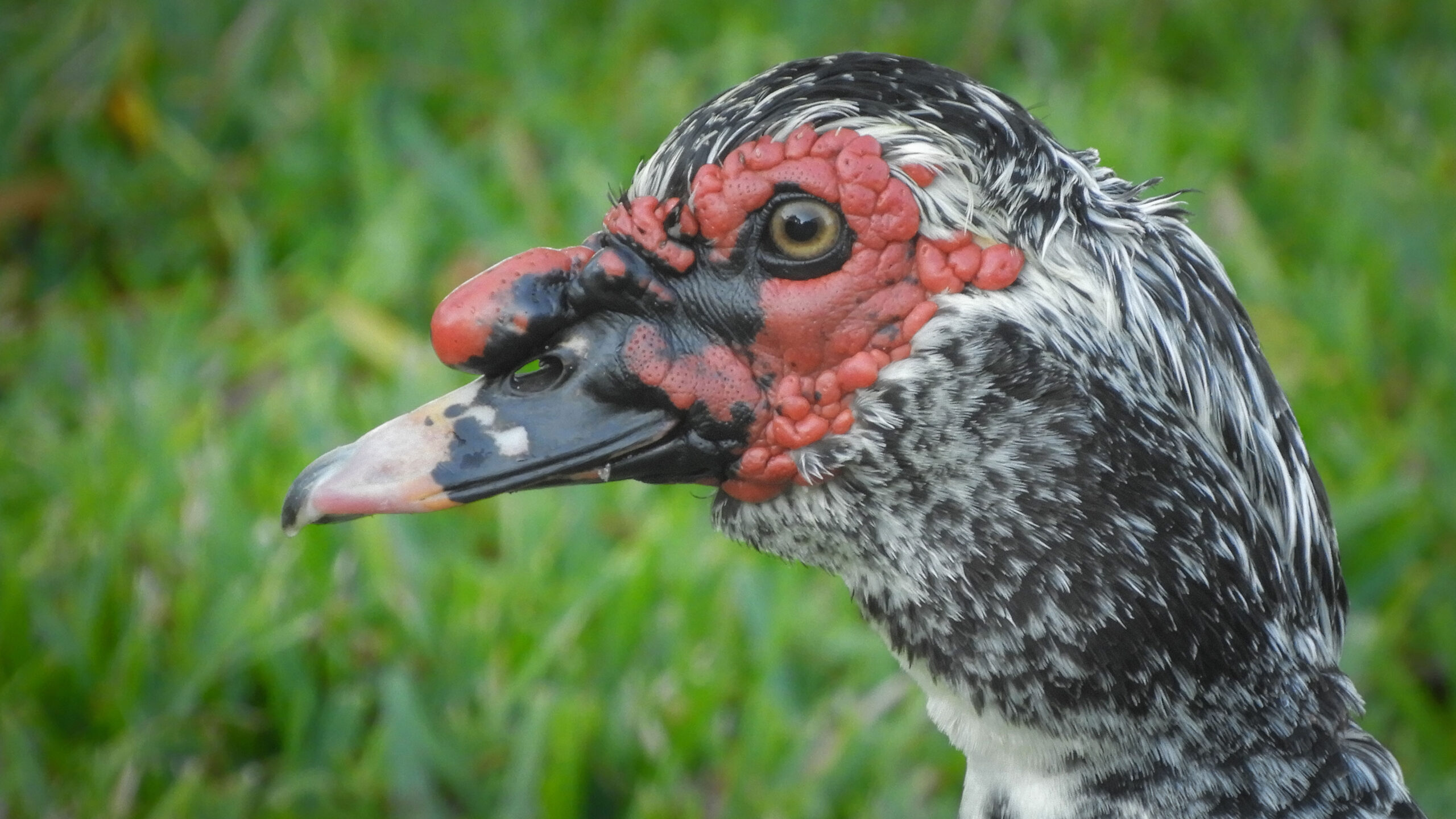 Muscovy duck