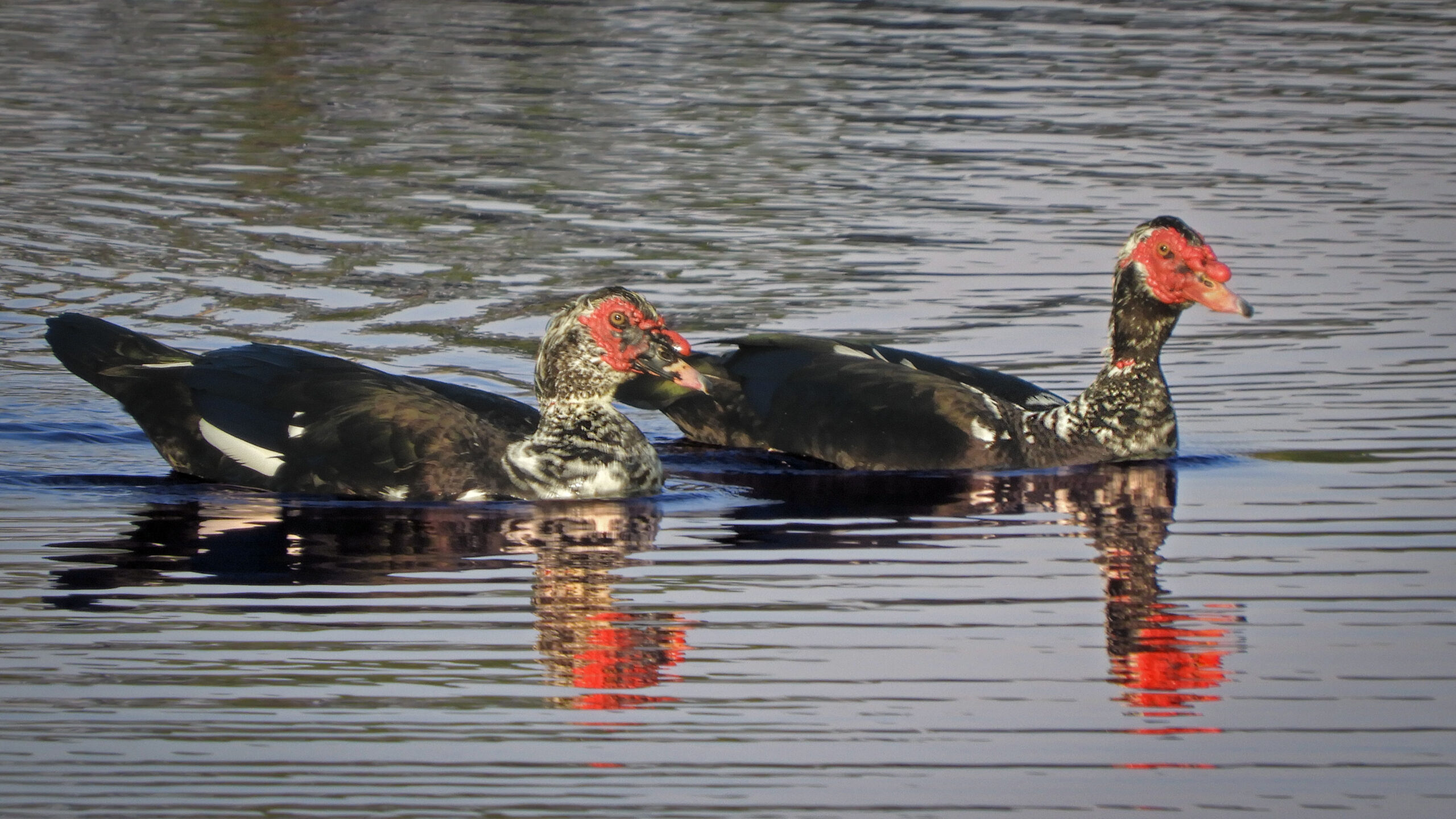 Muscovy duck