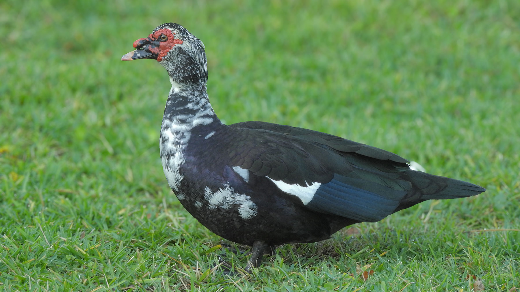 Muscovy duck