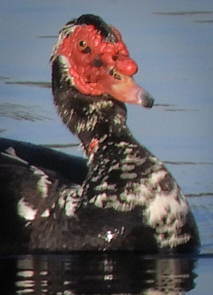 Muscovy duck
