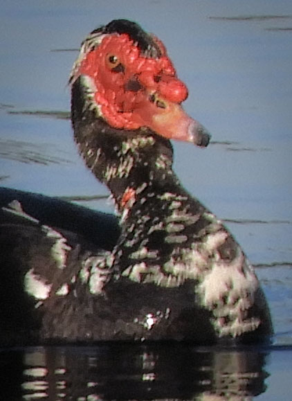 Muscovy duck