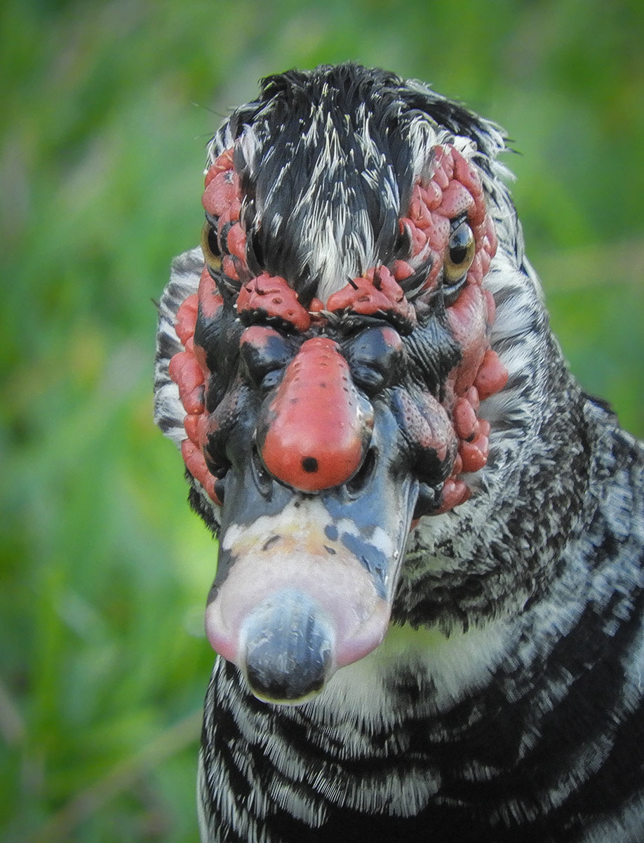 Muscovy duck