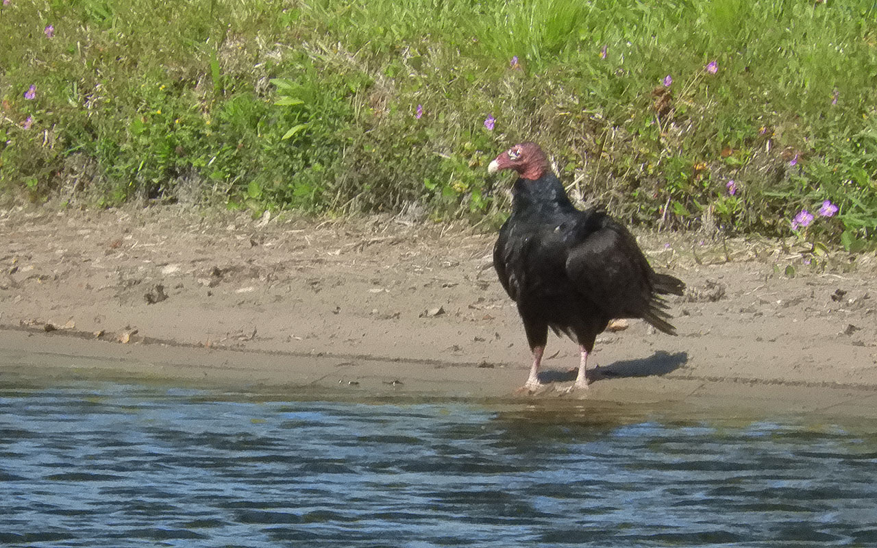 Turkey Vulture Turkey Vulture