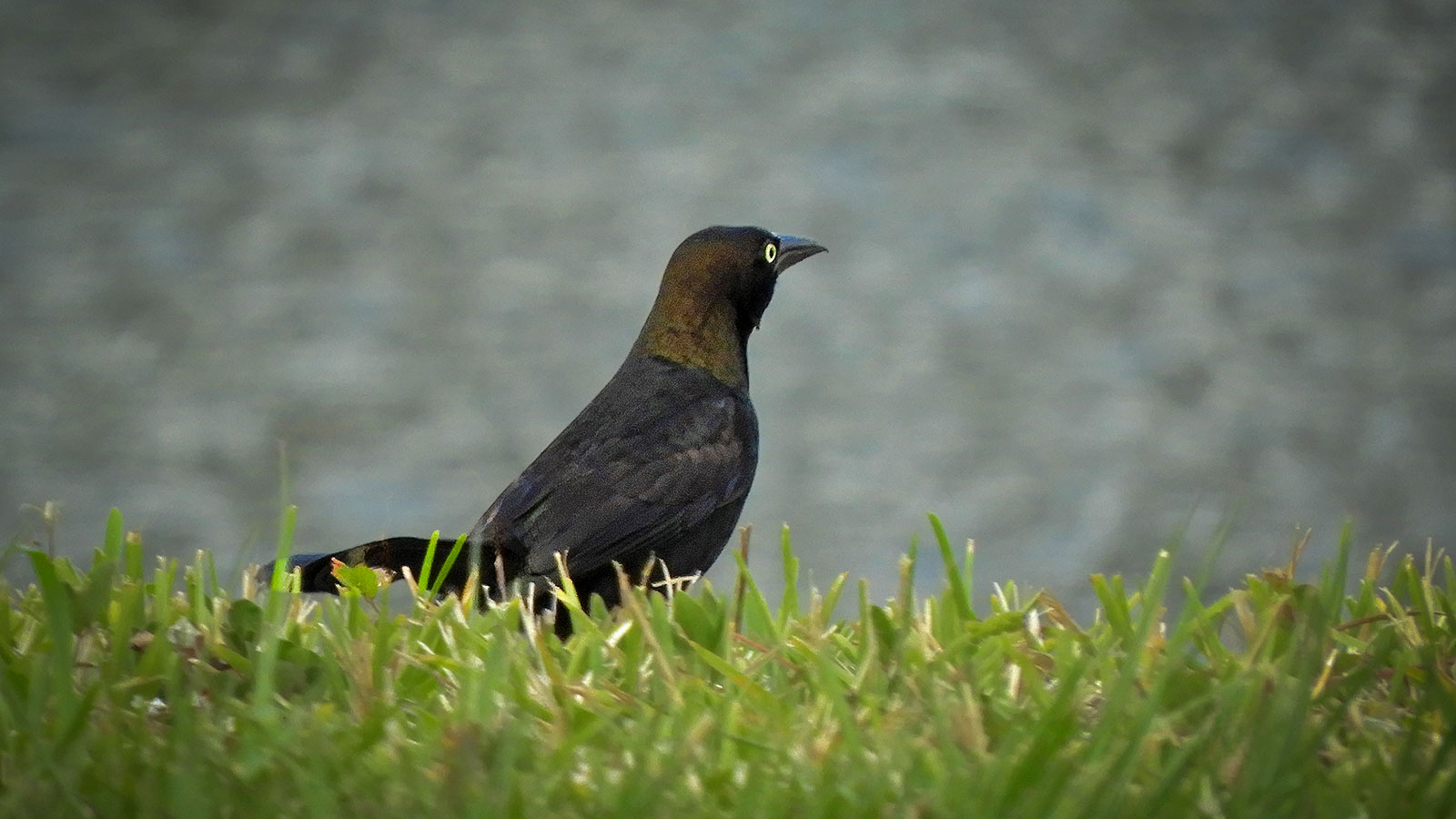 grackle26 Common Grackle